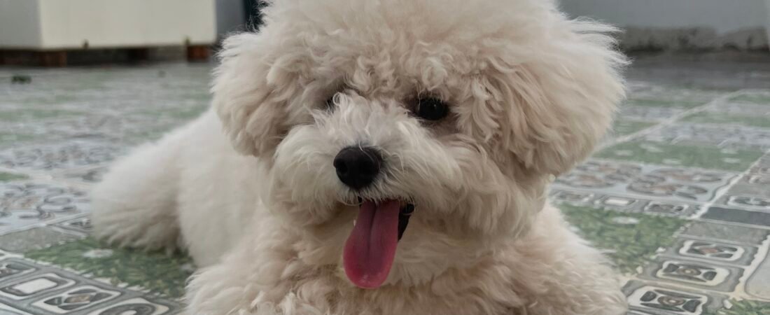 Dog Essentials That Are Functional and Beautiful
