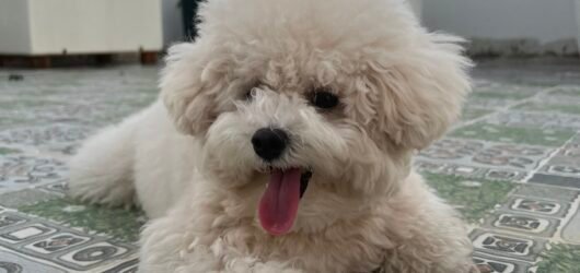 Dog Essentials That Are Functional and Beautiful