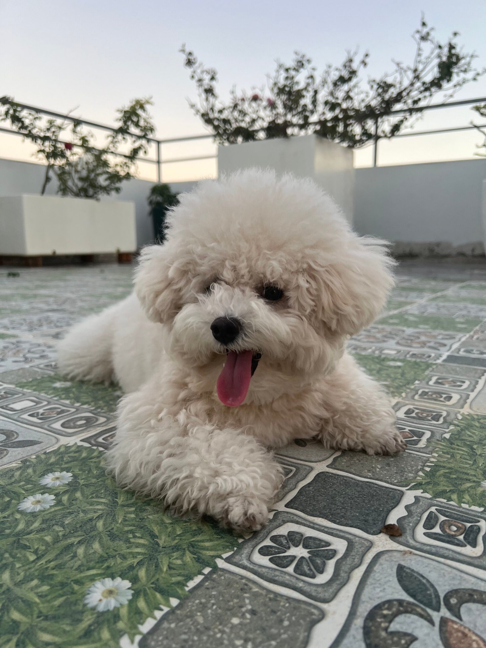 Dog Essentials That Are Functional and Beautiful